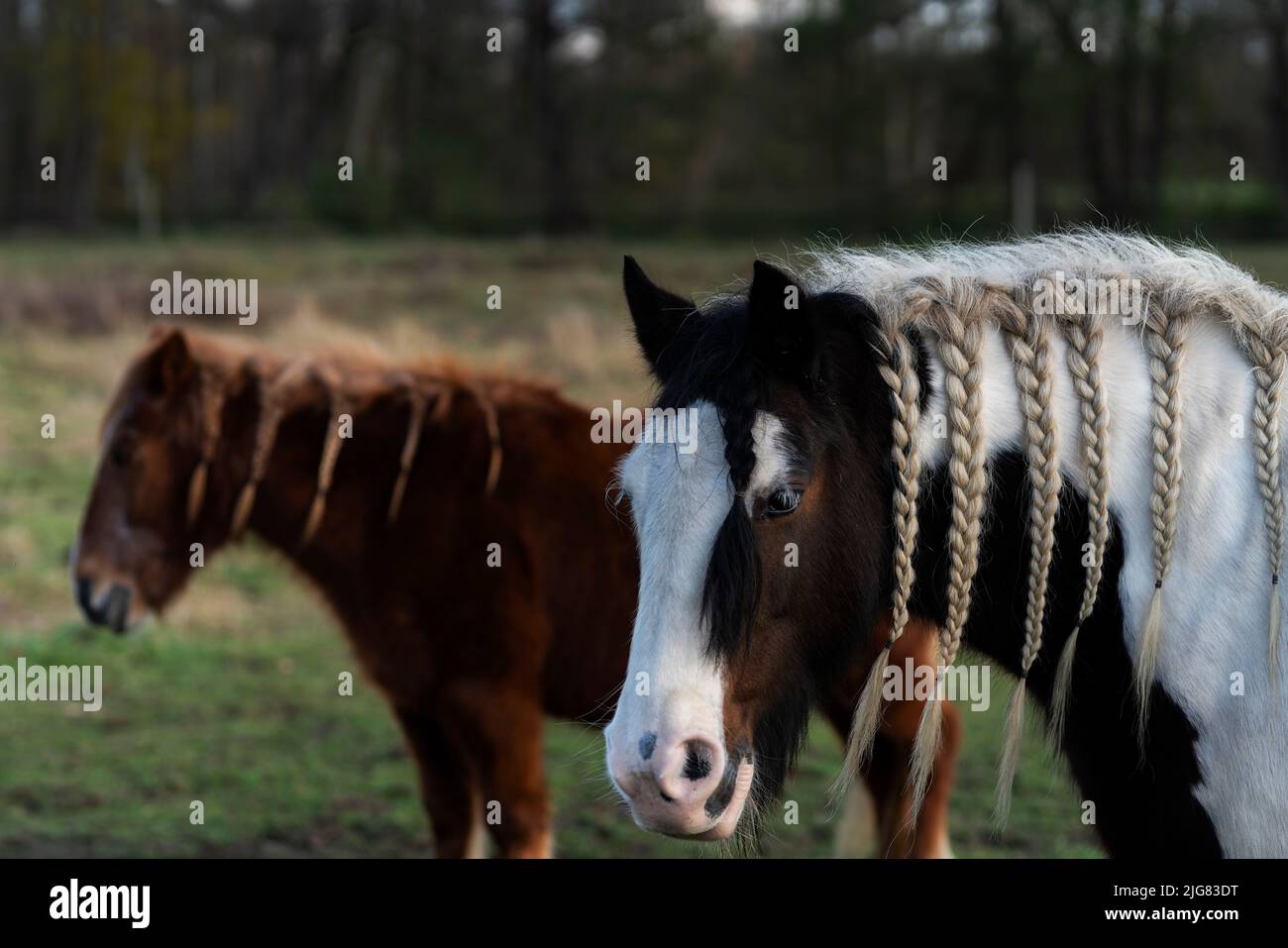 Pferde mit geflochtenen Zöpfen auf einem Fahrerlager Stockfoto