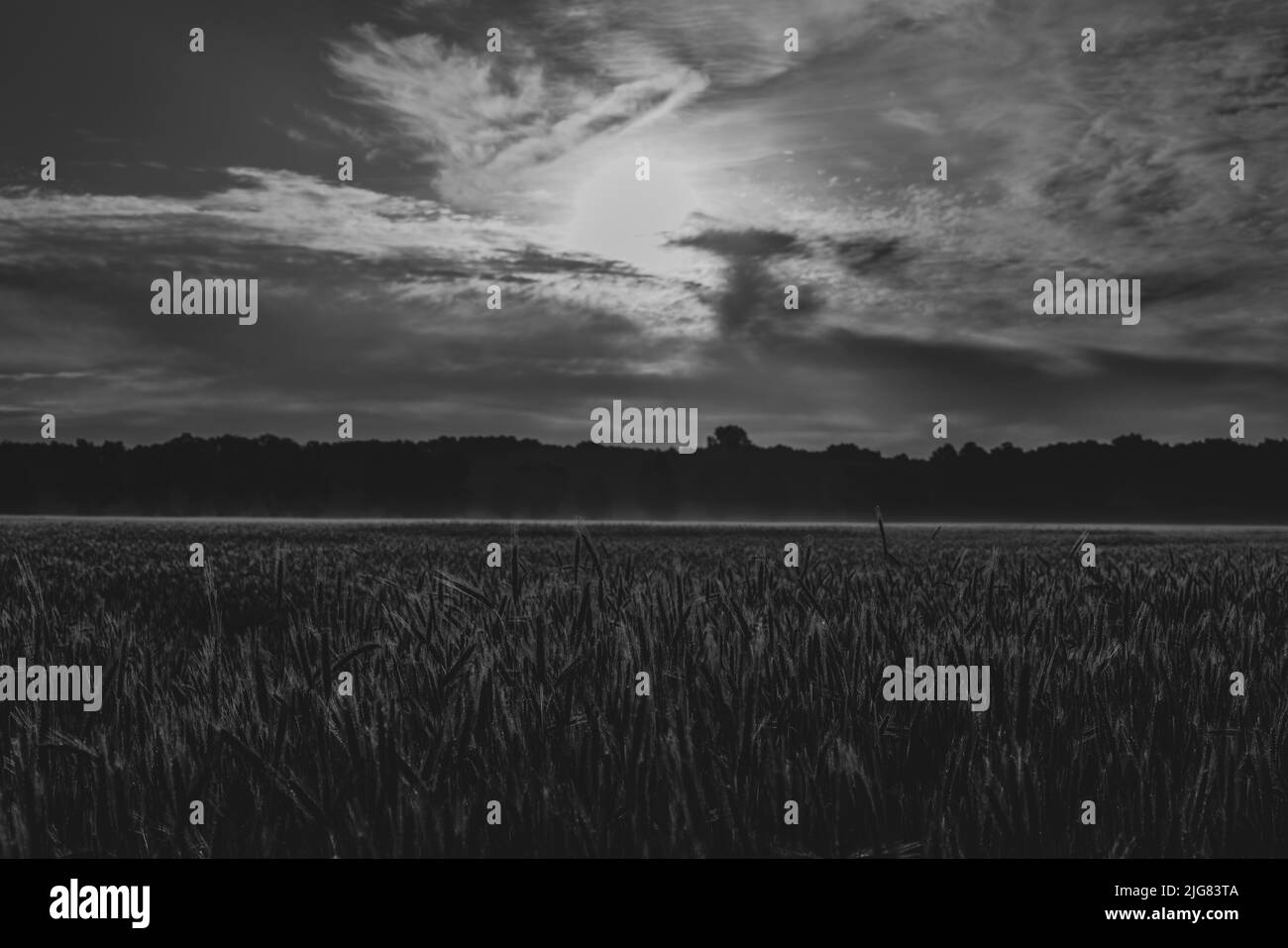 Kornfeld kurz nach Sonnenaufgang mit starkem Pollenflug, geringer Tiefenschärfe, Schwarz-Weiß-Retro-Look Stockfoto