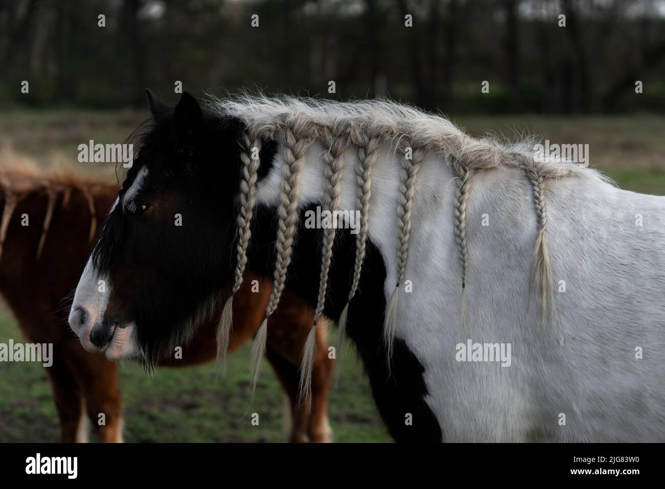 Pferd mit schönen geflochtenen Zöpfen auf einer Wiese Stockfoto
