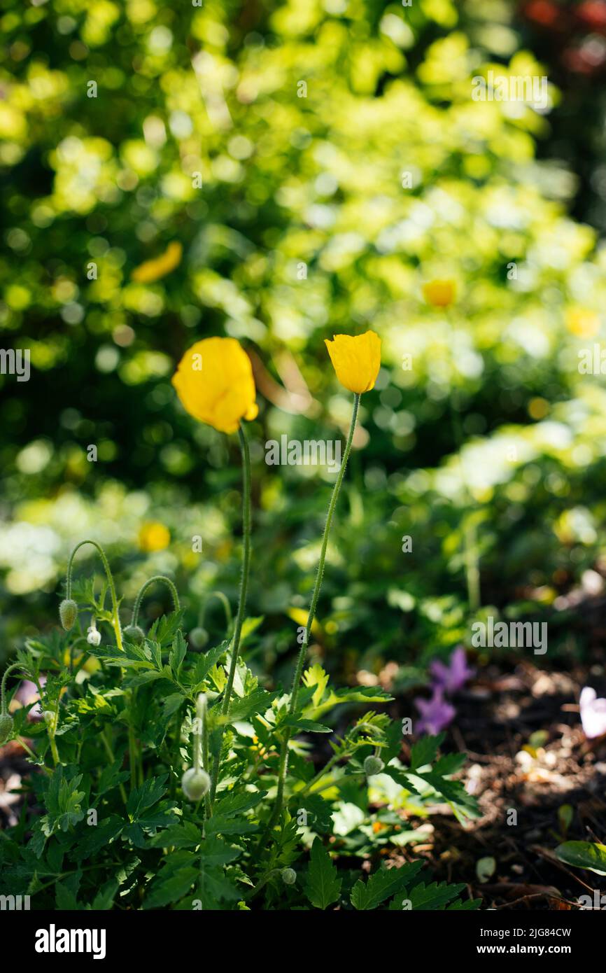 Mohnblume, gelb, blüht Stockfoto