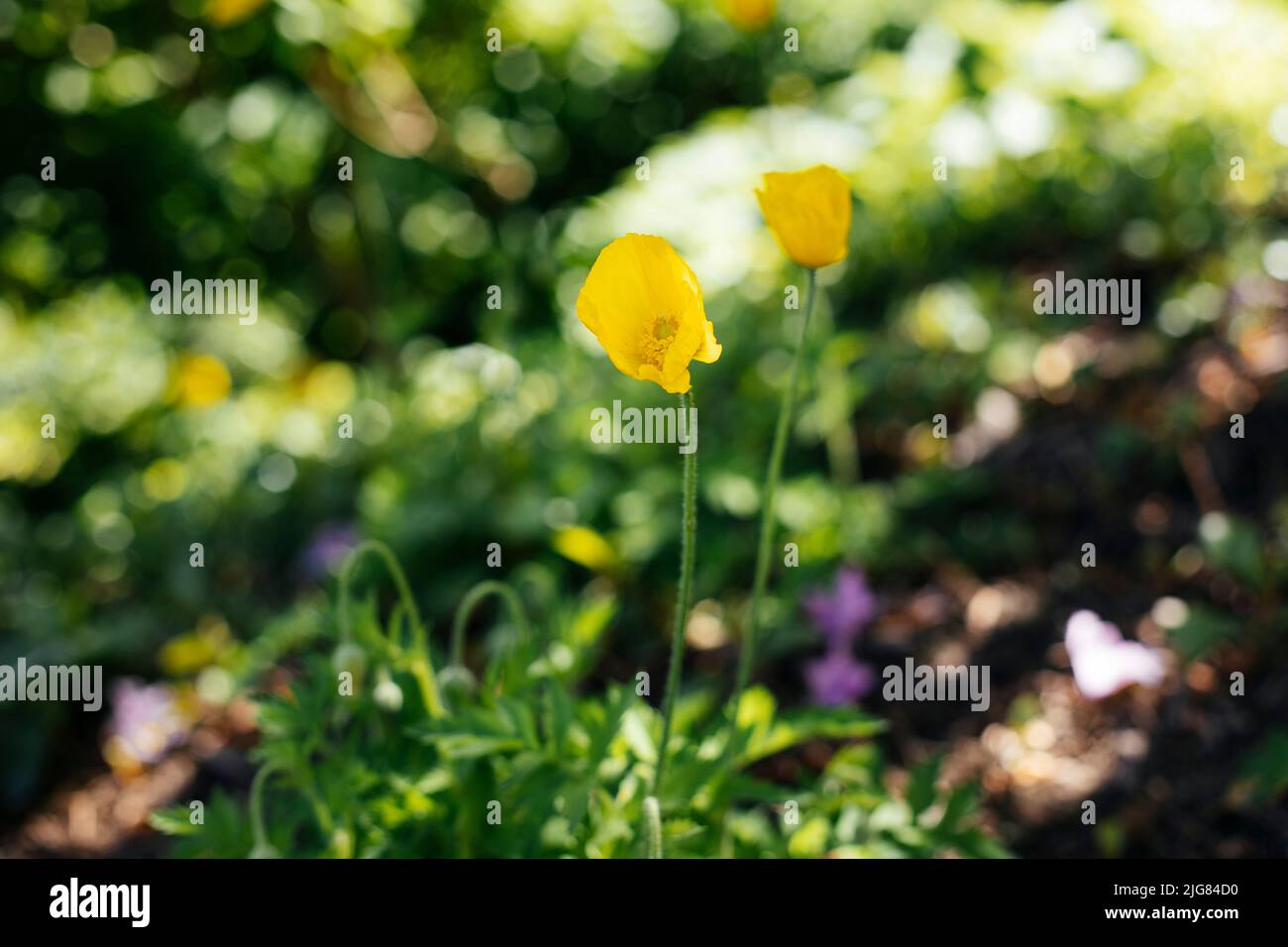 Mohnblume, gelb, blüht Stockfoto