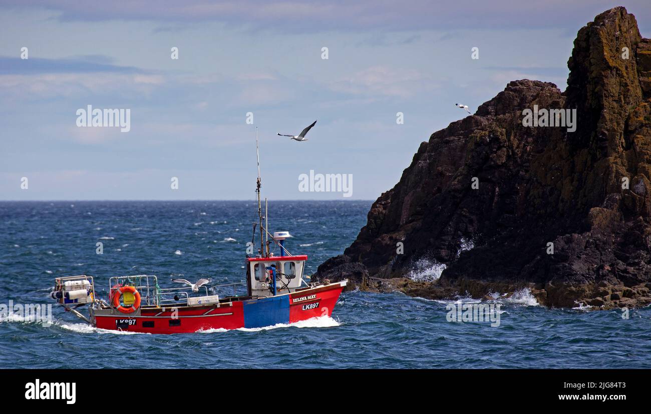 Dunbar, East Lothian, Schottland, Großbritannien. 8.. Juli 2022. Sonnig und sehr windig für dieses Fischerboot, das in die Sicherheit des Hafens einfährt, Wind von Westen um 38km/h mit möglichen Böen von 66 km/h. Im Bild: Möwen, die versuchen, ein frühes Mittagessen aus der Fischkiste an Bord zu bekommen. Kredit: Archwhite/alamy Live Nachrichten. Stockfoto