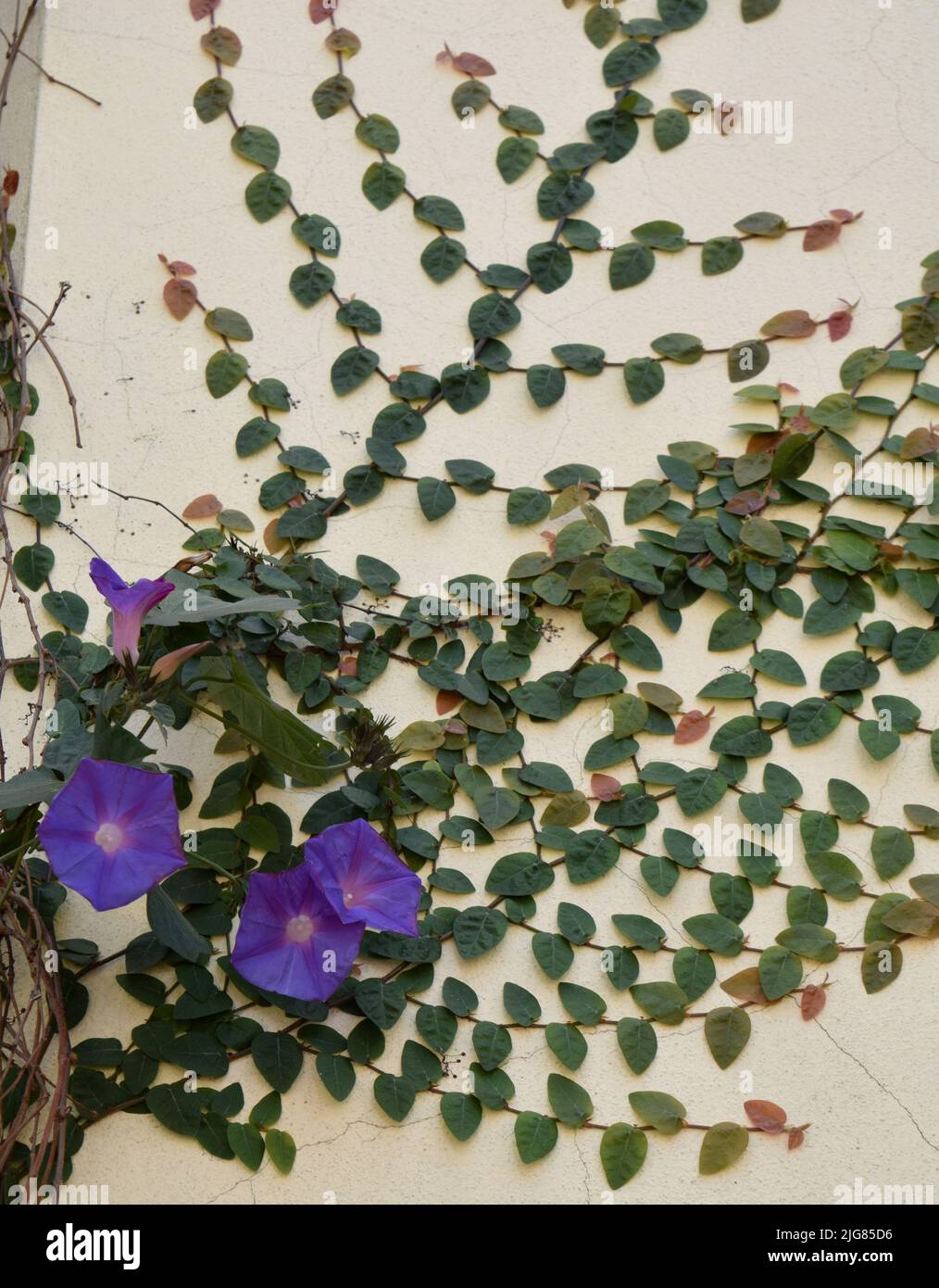 Violette Blüten der Ipomoea-Pflanze. Violette Schneeglöpfenblüten Stockfoto