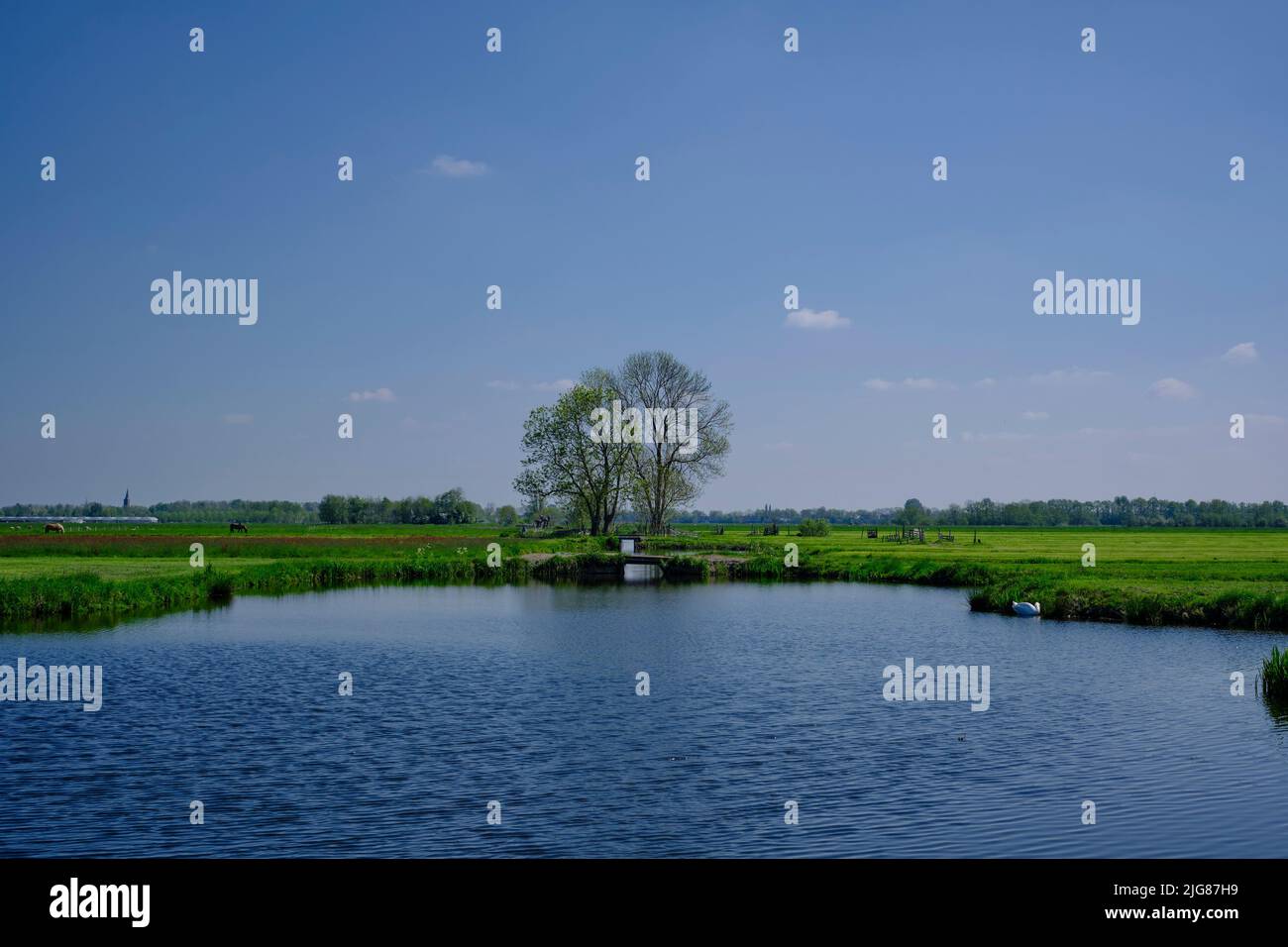Polder mit Gras, Wasser und kleinen Brücken im Polder, Niederlande. Stockfoto