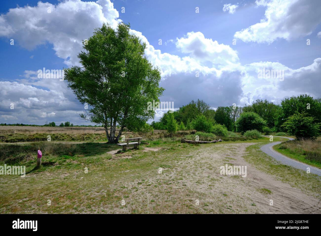 Panorama eines Radweges durch die Heidefelder der Drents-Friese Wold, Niederlande Stockfoto