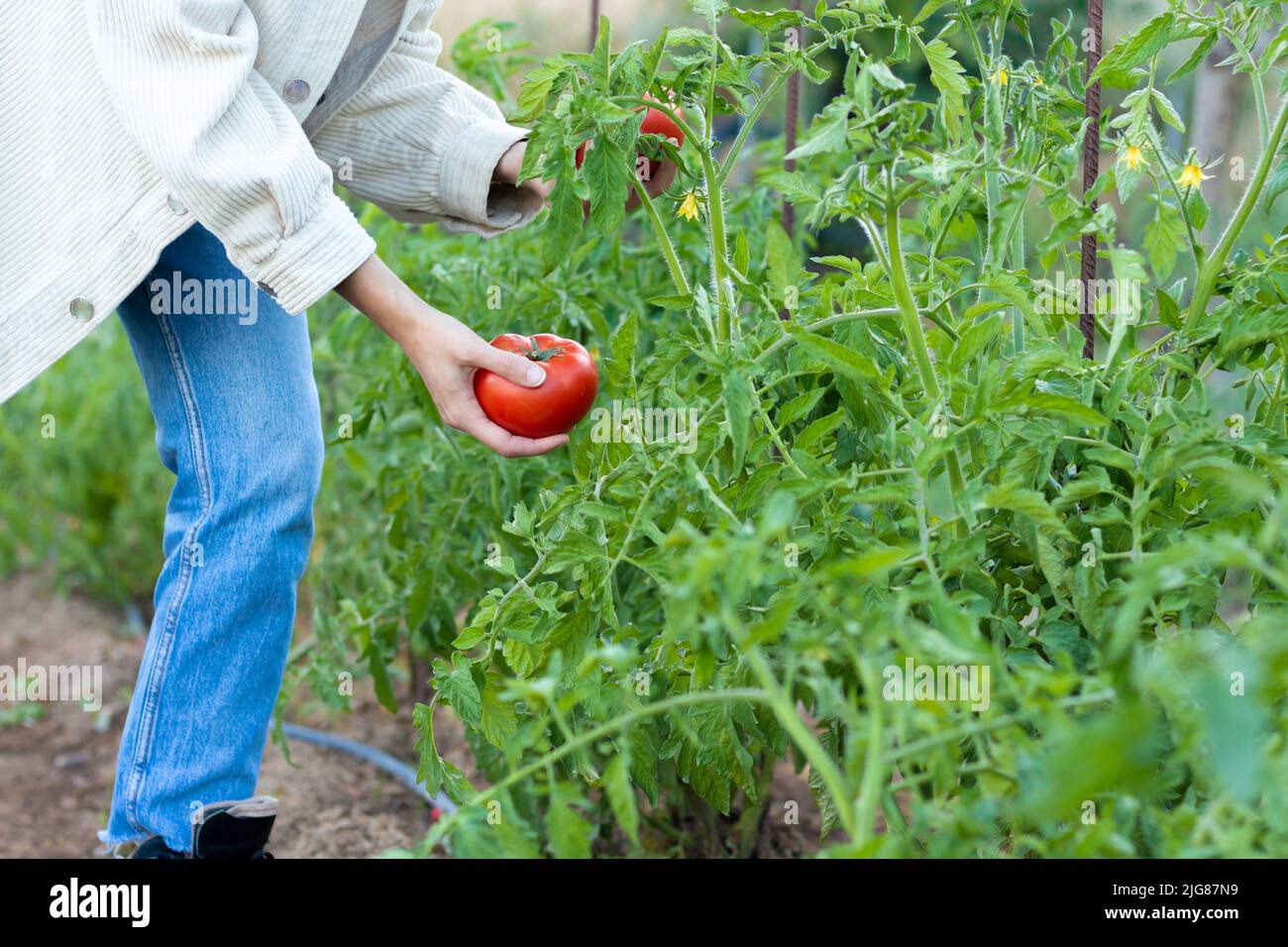 Draufsicht auf einen jungen Mann, der im Sommer Tomaten in der Hand hält und die neuen Blumen aus der Pflanze überprüft Stockfoto