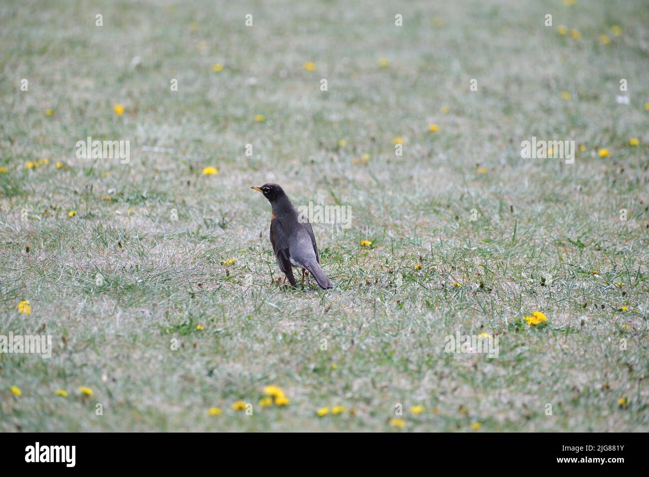 Eine Rückansicht von amerikanischem Rotkehlchen im kurzen grünen Gras und gelben Blumen des Parks Stockfoto