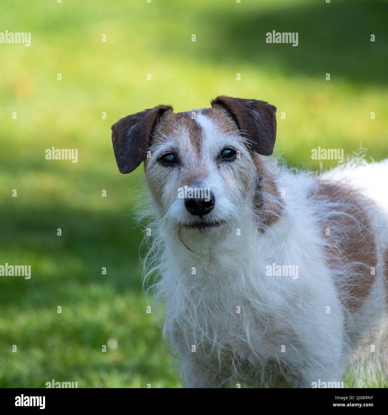Ein Hundeheber in einem Sommergarten Stockfoto