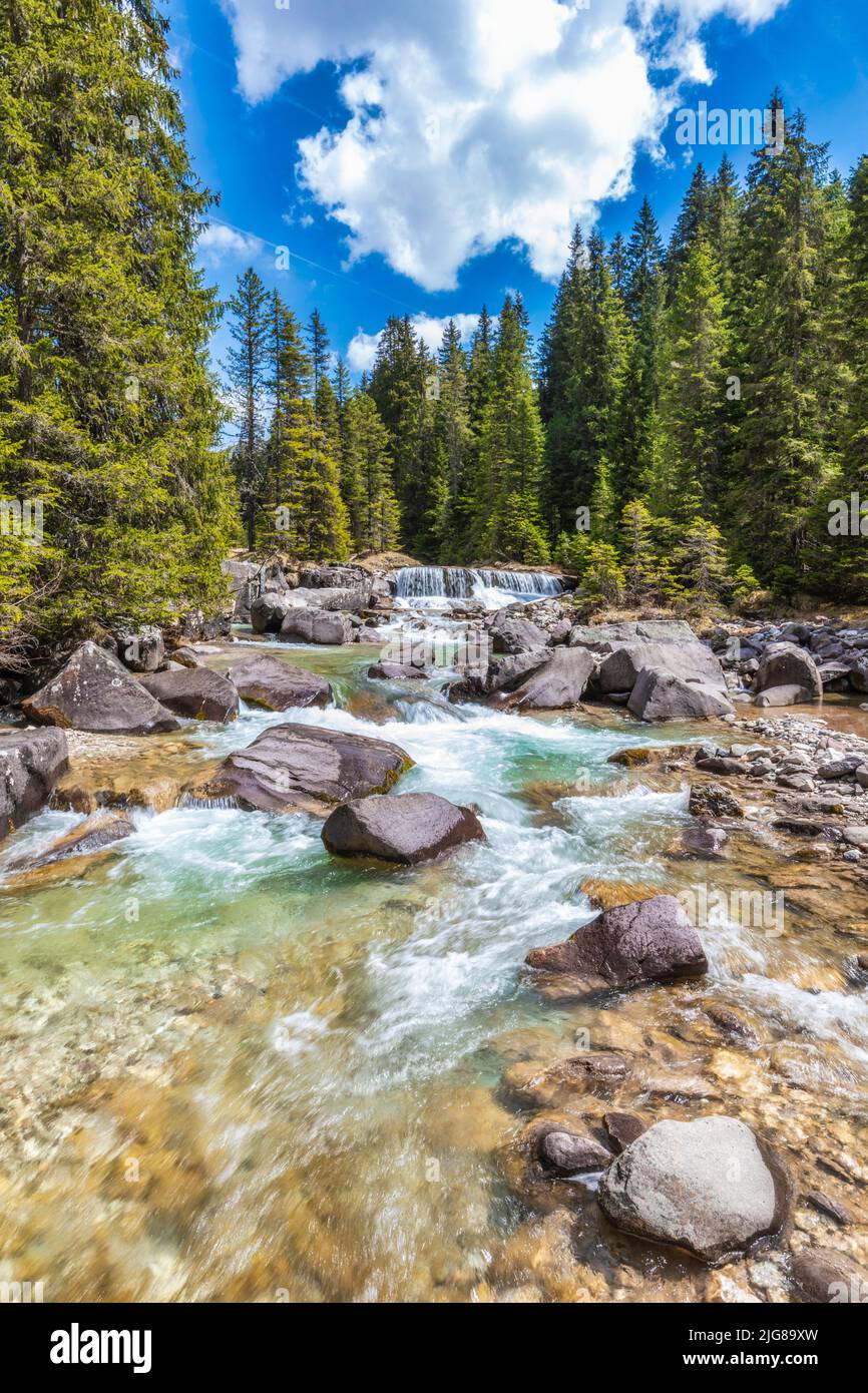 Italien, Trentino-Südtirol, Provinz Trient, Naturpark Paneveggio e Pale di San Martino, Travignolo, der zwischen Felsen und Wasserfällen fließt, Dolomiten Stockfoto