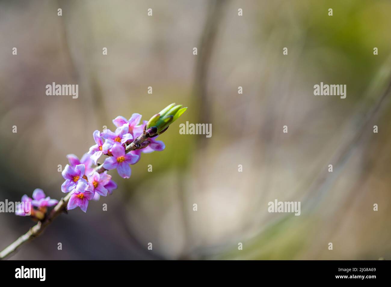 Daphne blüht (Daphne mezereum), eine giftige Pflanze, die selten geworden ist Stockfoto