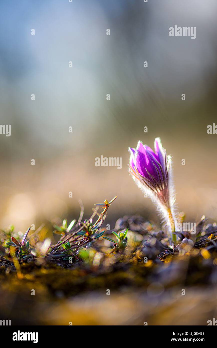 Kuhslip, Pasqué-Blume, Pulsatilla vulgaris, Bayern Stockfoto