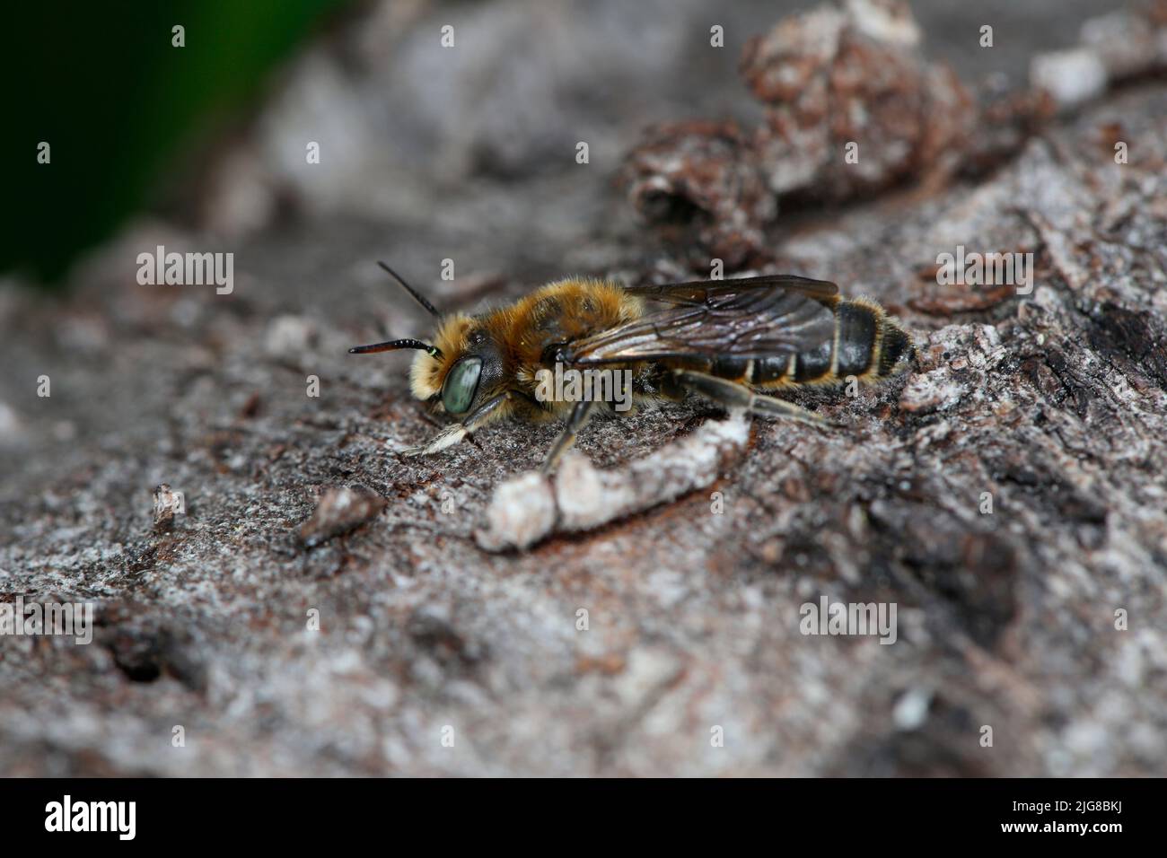 Männchen einer Maurerbiene (Osmia adunca) auf dem Nistplatz im toten Wald Stockfoto