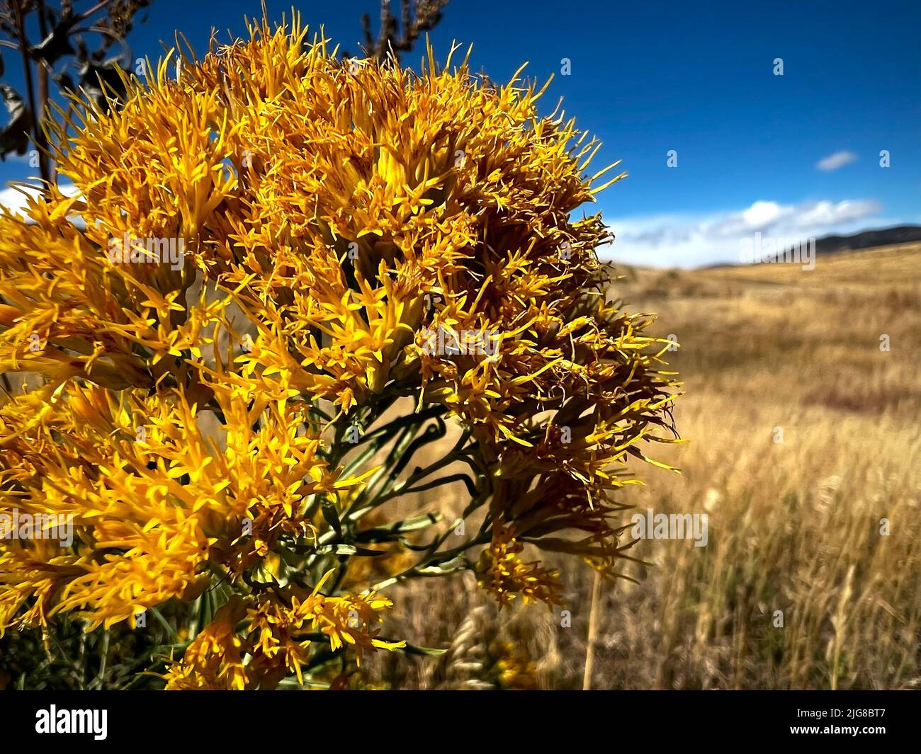 Eine Nahaufnahme eines Sageburst im Hintergrund eines Feldes Stockfoto