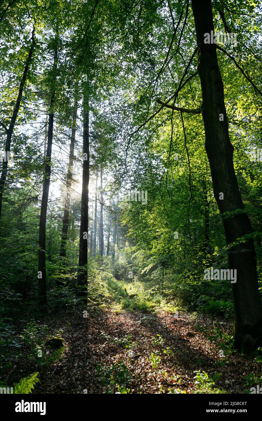 Deutschland, Nordrhein-Westfalen, Teutoburger Wald, Lichteinfall Stockfoto