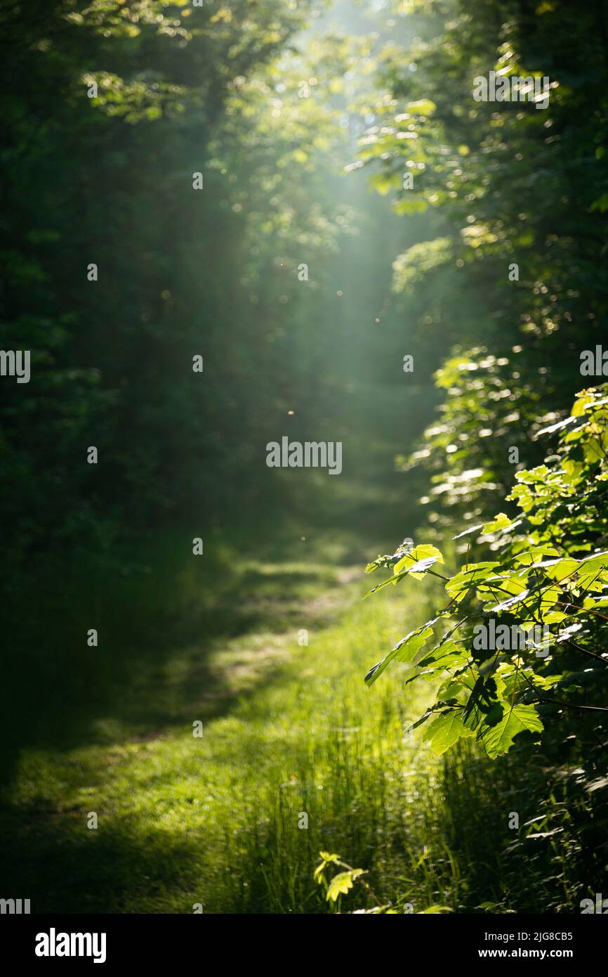 Deutschland, Nordrhein-Westfalen, Teutoburger Wald, Waldweg, Rücklicht Stockfoto