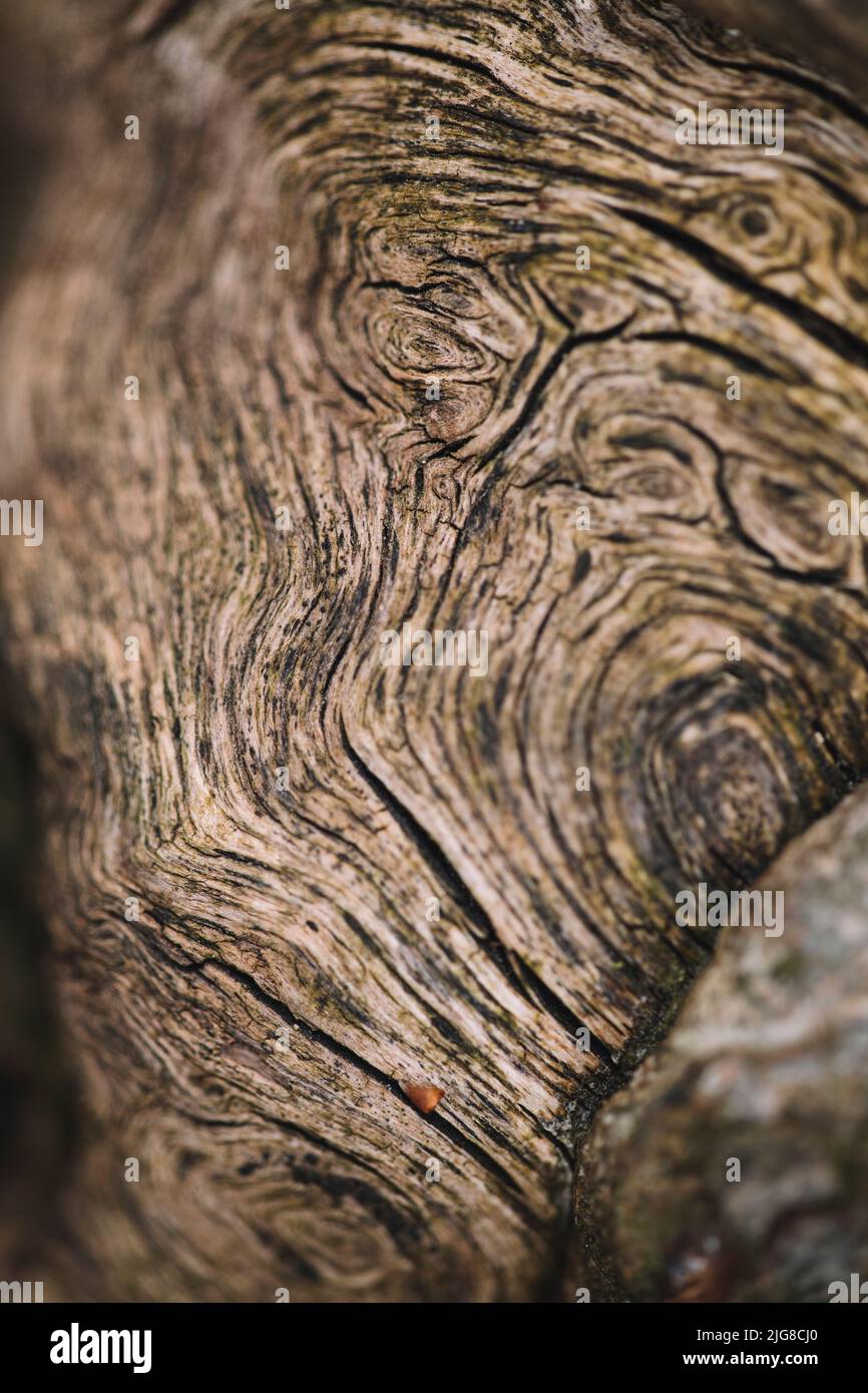 Holz, Maserung, Detail, Stockfoto