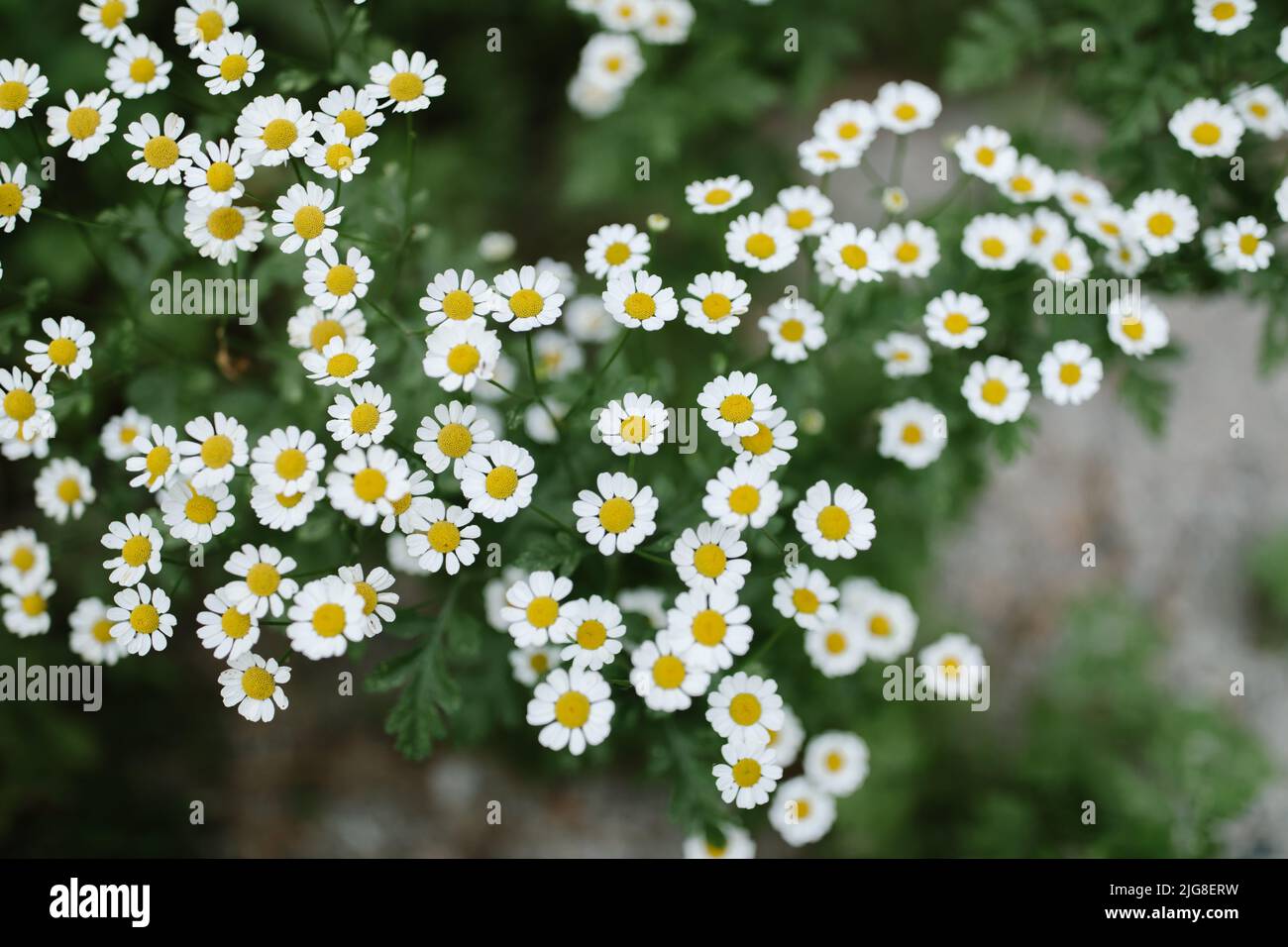 Ein Blick von oben auf wilde Gänseblümchen, die neben einem Wasserbach wachsen Stockfoto