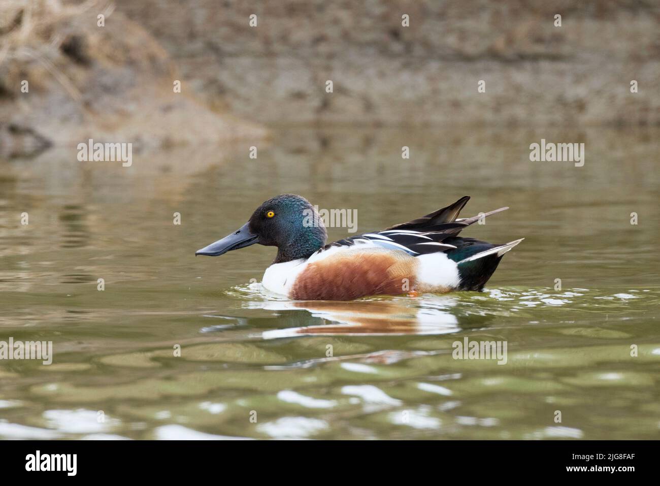 Shoveler, Spatula clypeata Stockfoto