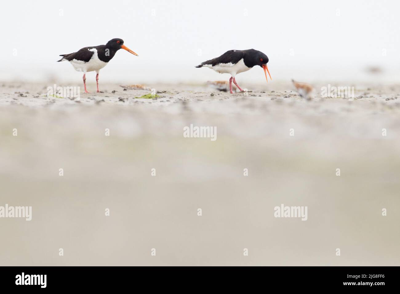 Austernfischer, Haematopus ostralegus, auf dem Wattenmeer Stockfoto