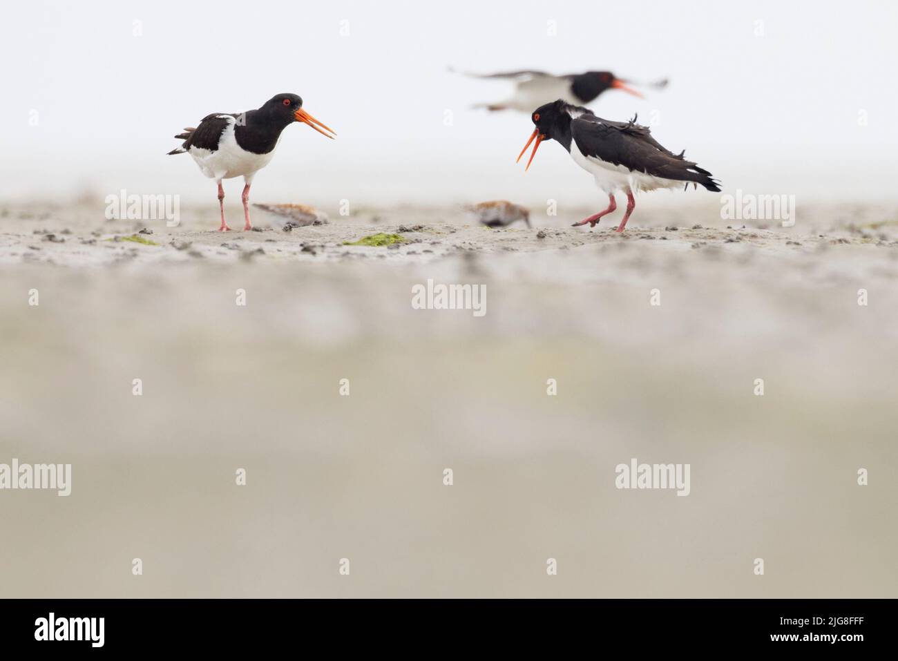 Austernfischer, Haematopus ostralegus, auf dem Wattenmeer Stockfoto