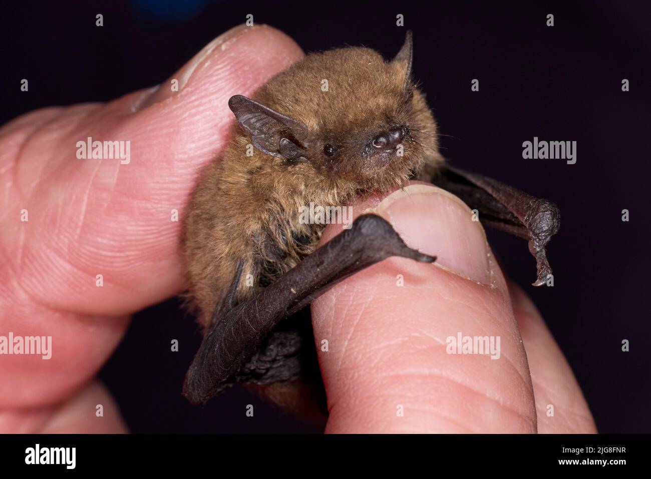 Sopranpipistrelle Fledermaus, Pipistrellus pygmaeus, in der Hand Stockfoto