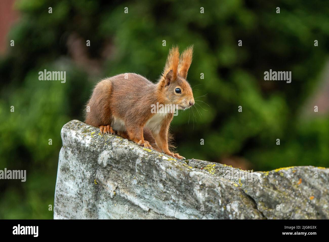 Eichhörnchen sitzt auf einem Stein. Stockfoto