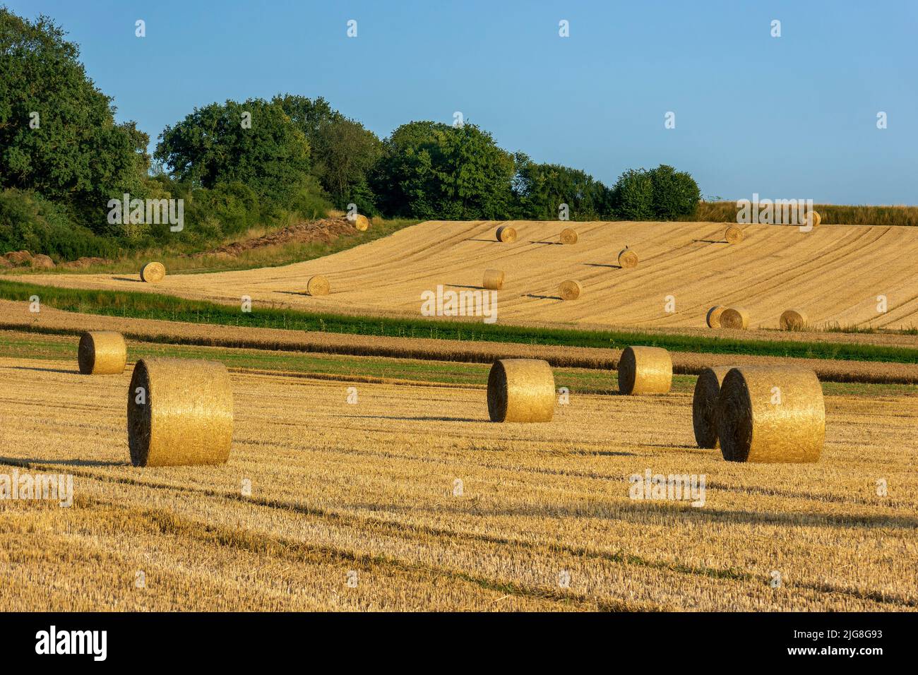 Runde Strohballen auf einem Stoppelfeld nach der Getreideernte. Stockfoto