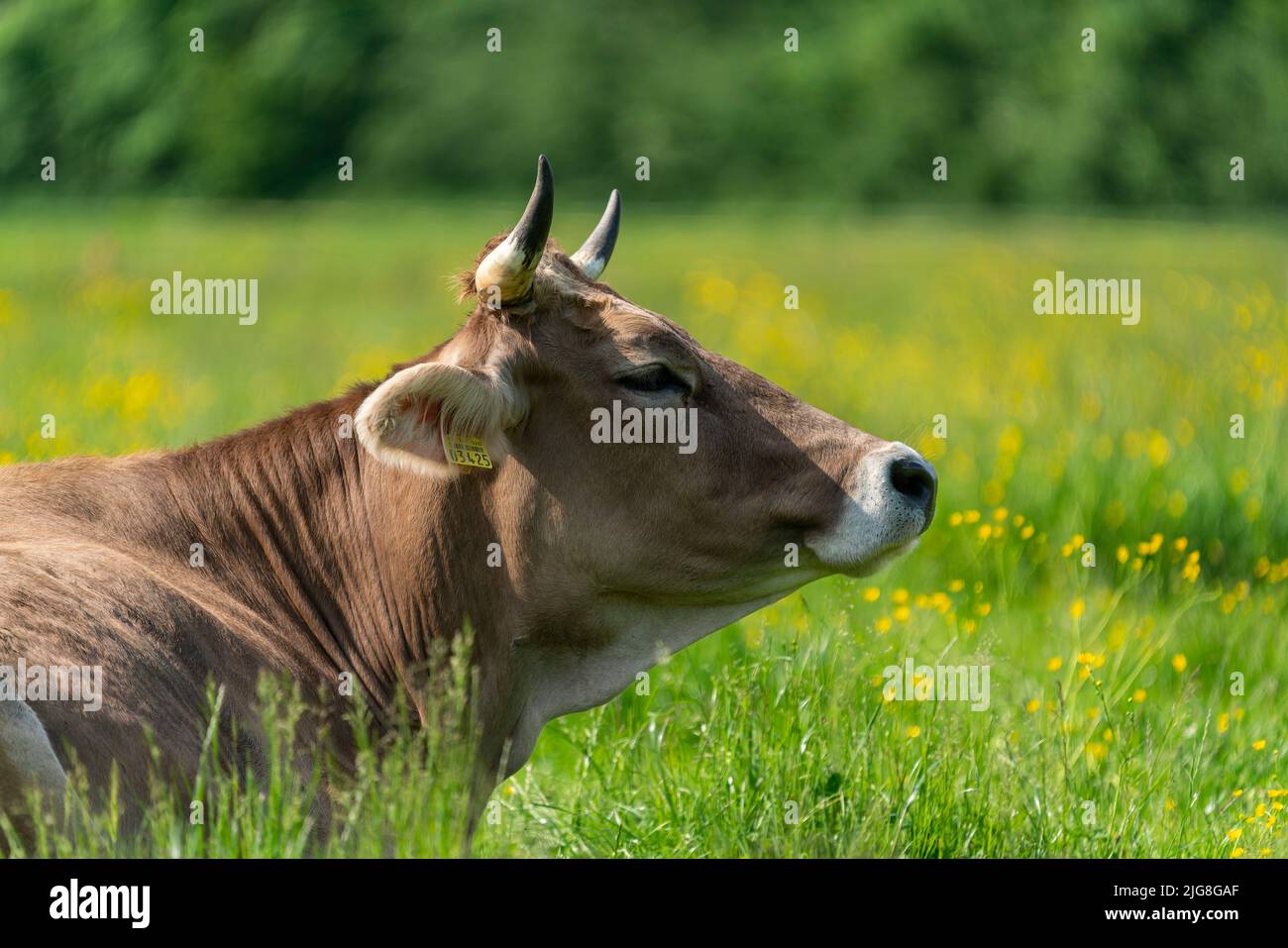 Rinder liegen im Gras Stockfoto