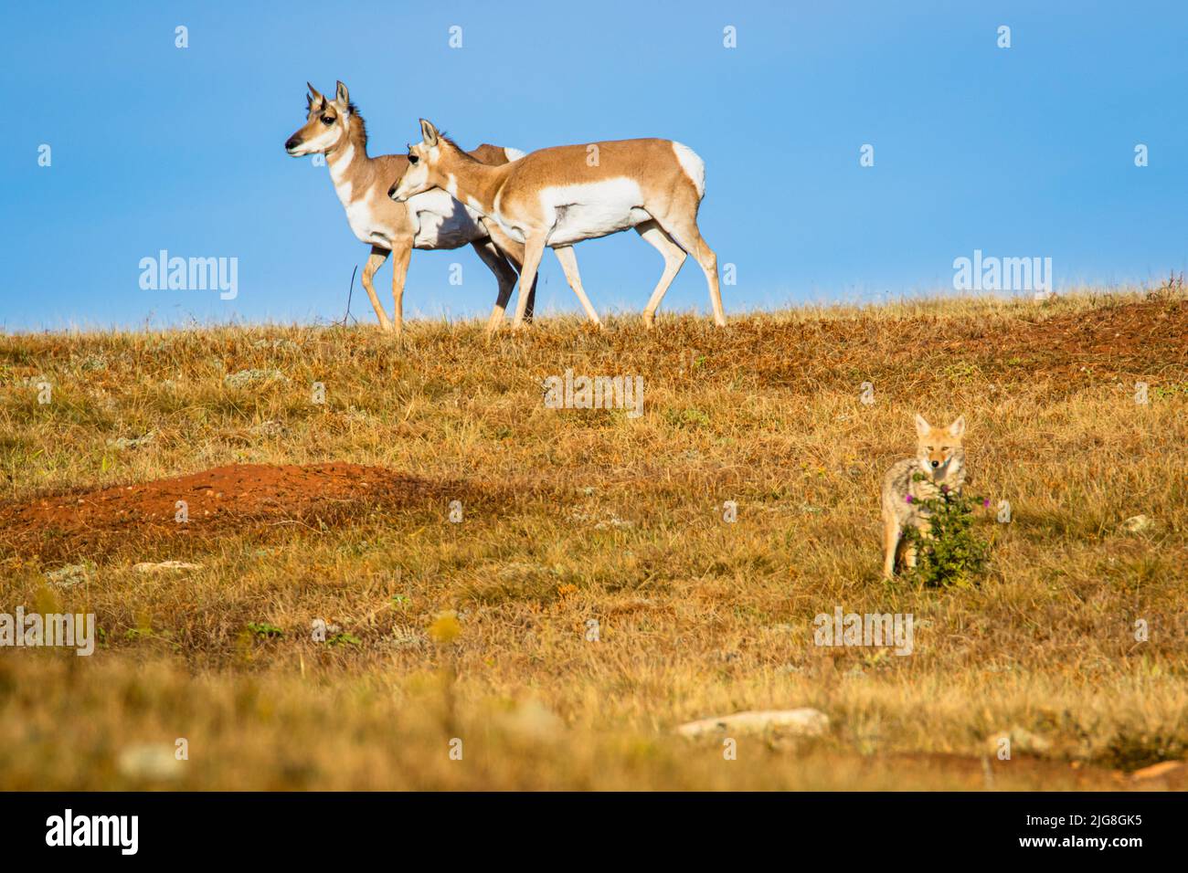 Pronghorns mit jungen Coyote Stockfoto