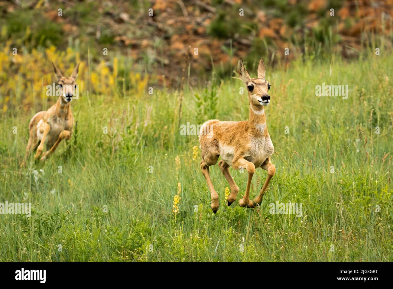 Fawn Run Stockfoto