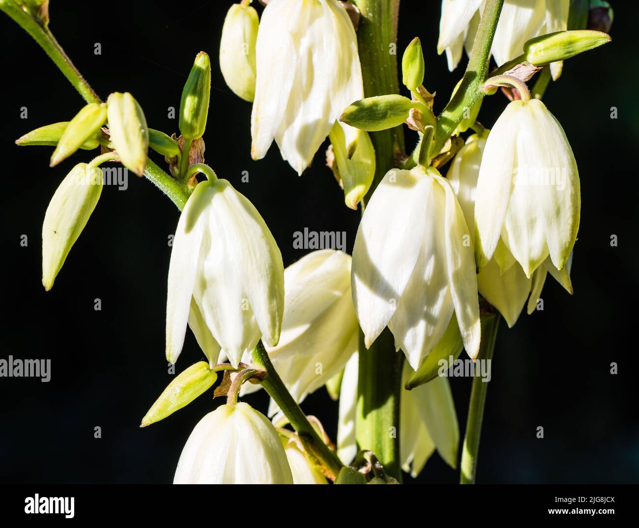 Eine Yucca, die in einem Devon Country Garden wächst. Stockfoto