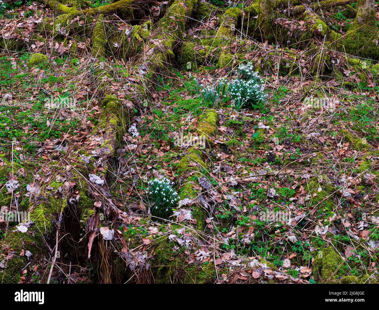 Europa, Deutschland, Hessen, Westerwald, Lahn-Dill-Bergland, Geopark Westerwald-Lahn-Taunus, Lahn-Dill-Kreis, Westerwaldsteig, Breitscheid, Quelle im Naturschutzgebiet Gassenschlucht, Klammwald mit frühen Blumen und Totholz, kleiner Schneeglöckchen (Galanthus nivalis) Stockfoto