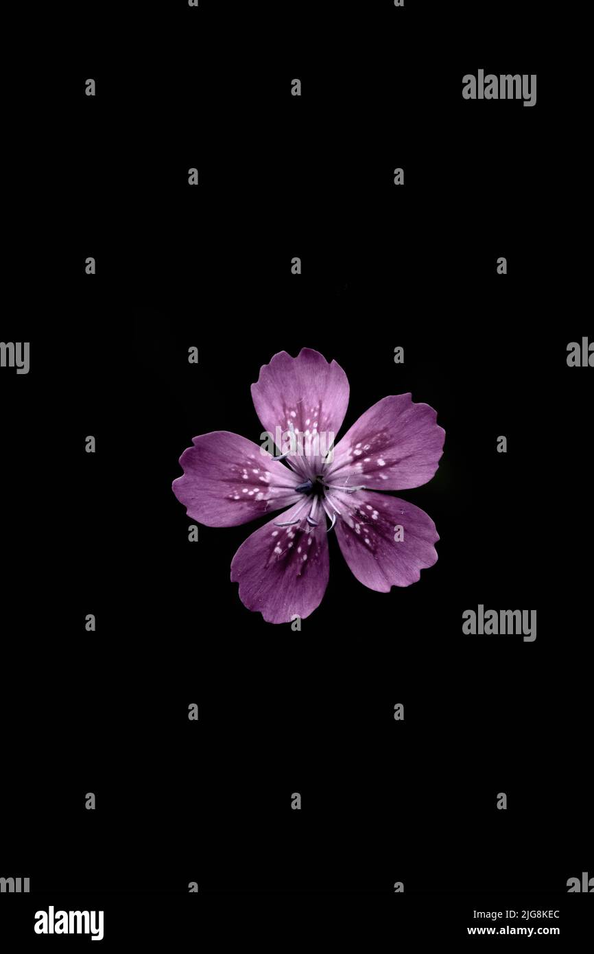 Geranium maculatum, die wilde Geranium, getupfte Geranium oder Holzgeranium. Er ist in Europa als Fleckenkrankschnabel oder wilder Kranzschnabel bekannt Stockfoto
