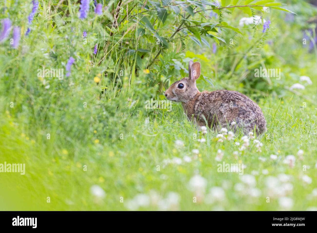 östliche Baumwollschwanz (Sylvilagus floridanus) im Sommer Stockfoto