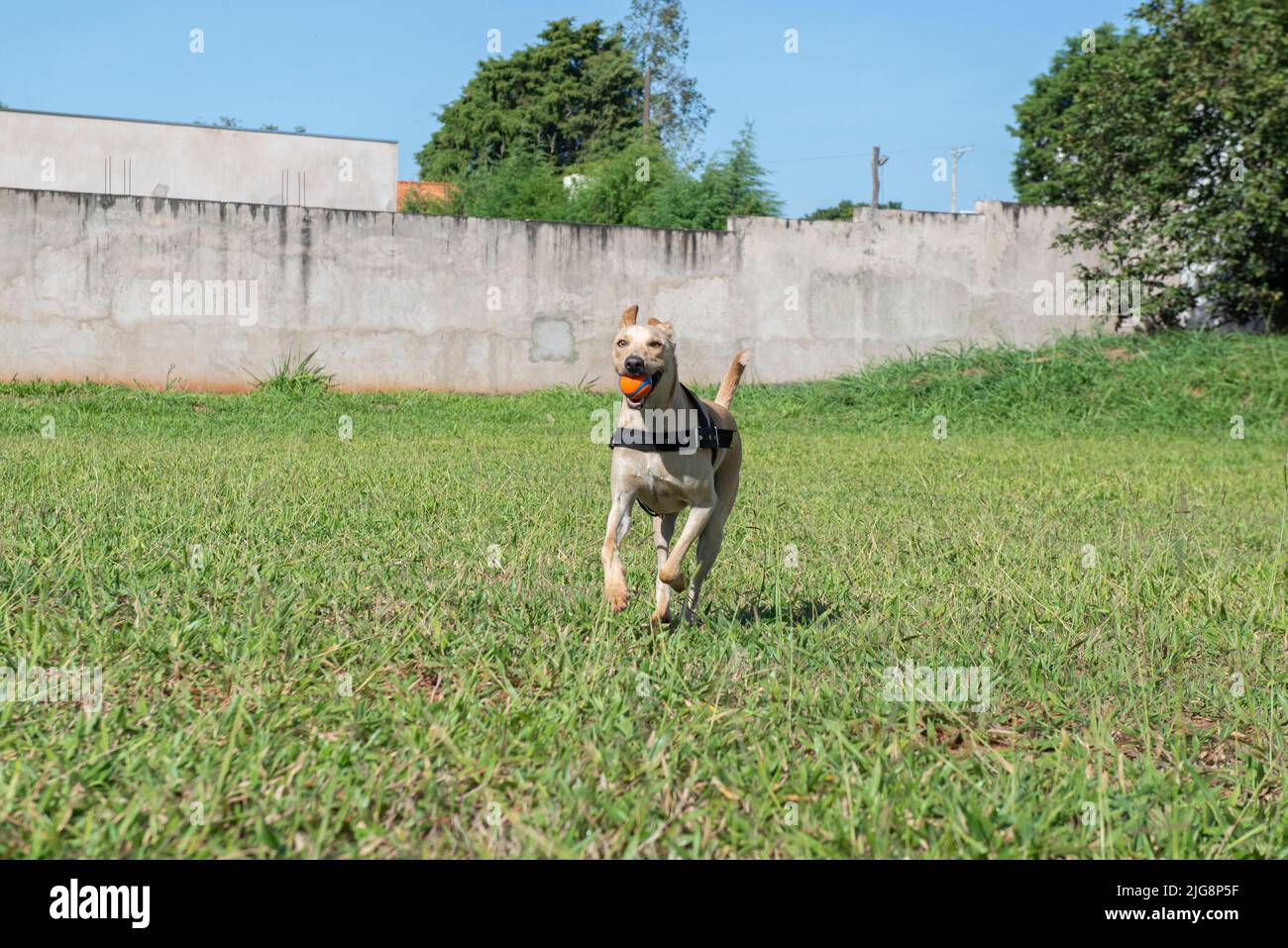 Fröhlicher kurzhaariger Hund, der an einem schönen sonnigen Tag mit einem Ball im Mund auf dem Rasen läuft. Typischer brasilianischer Hund der Karamellfarbe murrt. Stockfoto