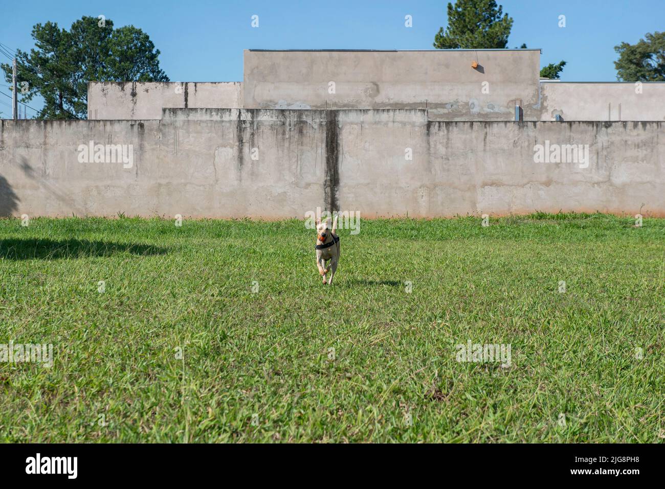 Fröhlicher kurzhaariger Hund, der an einem schönen sonnigen Tag mit einem Ball im Mund auf dem Rasen läuft. Typischer brasilianischer Hund der Karamellfarbe murrt. Stockfoto