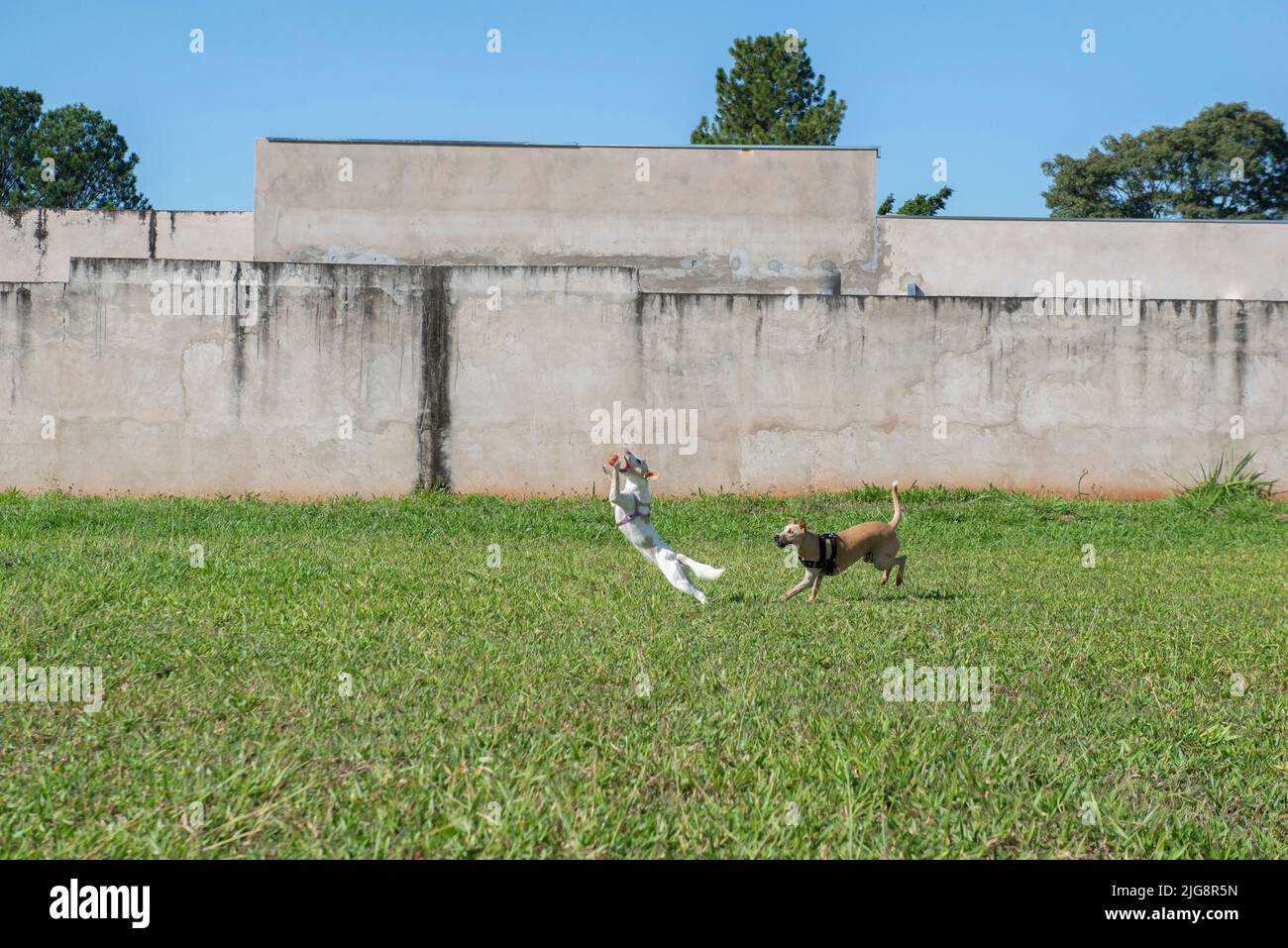 Zwei niedliche Hunde spielen fetch Ball an einem schönen sonnigen Tag. Ein Hund springt, um den Ball in der Luft über grünes Gras zu fangen. Genau dann, wenn sich der Hund ausdehnt Stockfoto