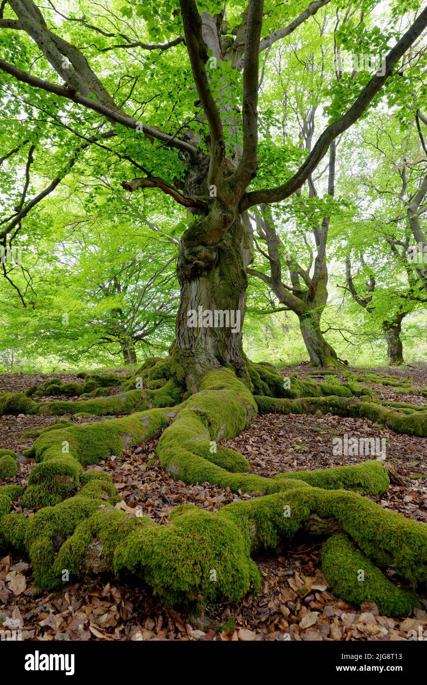 Europa, Deutschland, Hessen, Nordhessen, Naturpark Kellerwald-Edersee, Bad-Wildungen, Zauberwald, Hutewald Halloh, Bäume, Buchen, Fagus, Baumformen, 200 bis 300 Jahre alt, Naturdenkmal, Grün, Frühling, Rinder- und Weidewirtschaft Stockfoto