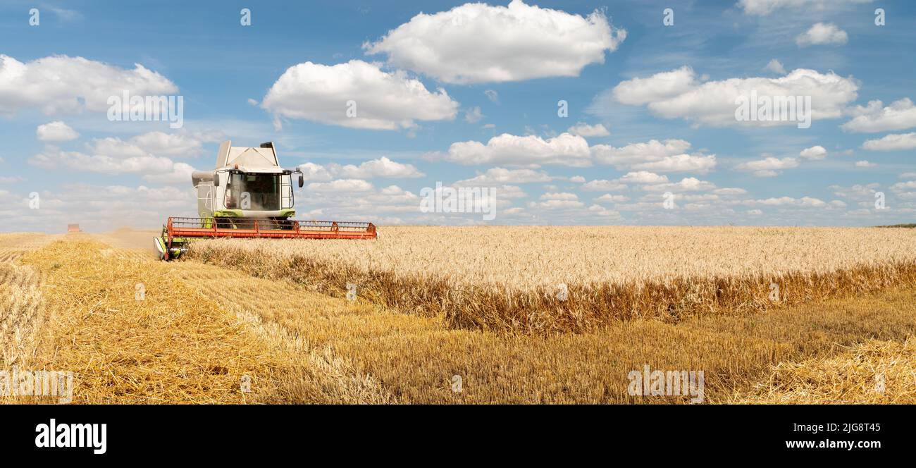 Der Mähdrescher entfernt reifen Weizen. Landwirtschaftliche Arbeit, Ernte Getreide auf dem Feld. Stockfoto