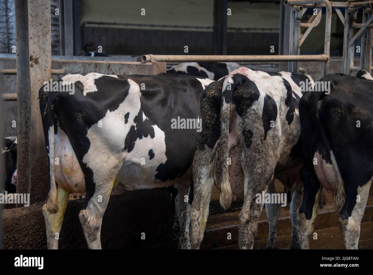 Kühe von hinten, Milchkühe, Viehstall, Deutschland Stockfoto