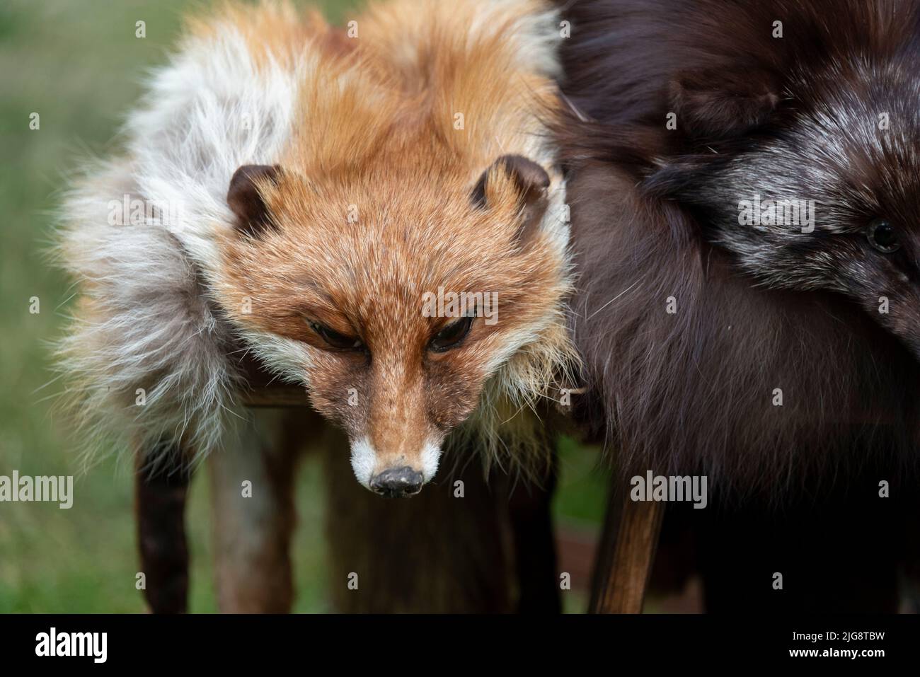 Fuchspelz, ausgestopfter Fuchs Stockfoto