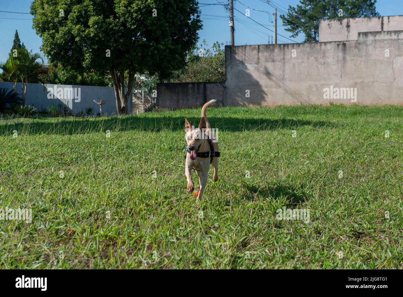 Fröhlicher kurzhaariger Hund, der an einem schönen sonnigen Tag mit einem Ball im Mund auf dem Rasen läuft. Typischer brasilianischer Hund der Karamellfarbe murrt. Stockfoto