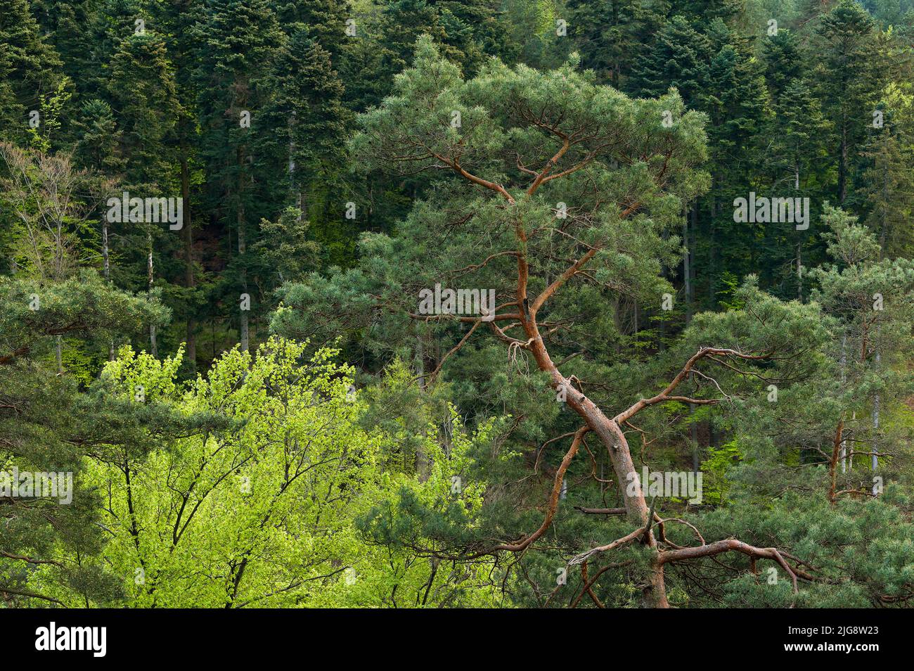 Waldkiefer- und Kupferbuche mit frischen hellgrünen Blättern, Frühling, Naturpark Pfälzerwald, Biosphärenreservat Pfälzerwald-Nordvogesen, Deutschland, Rheinland-Pfalz Stockfoto