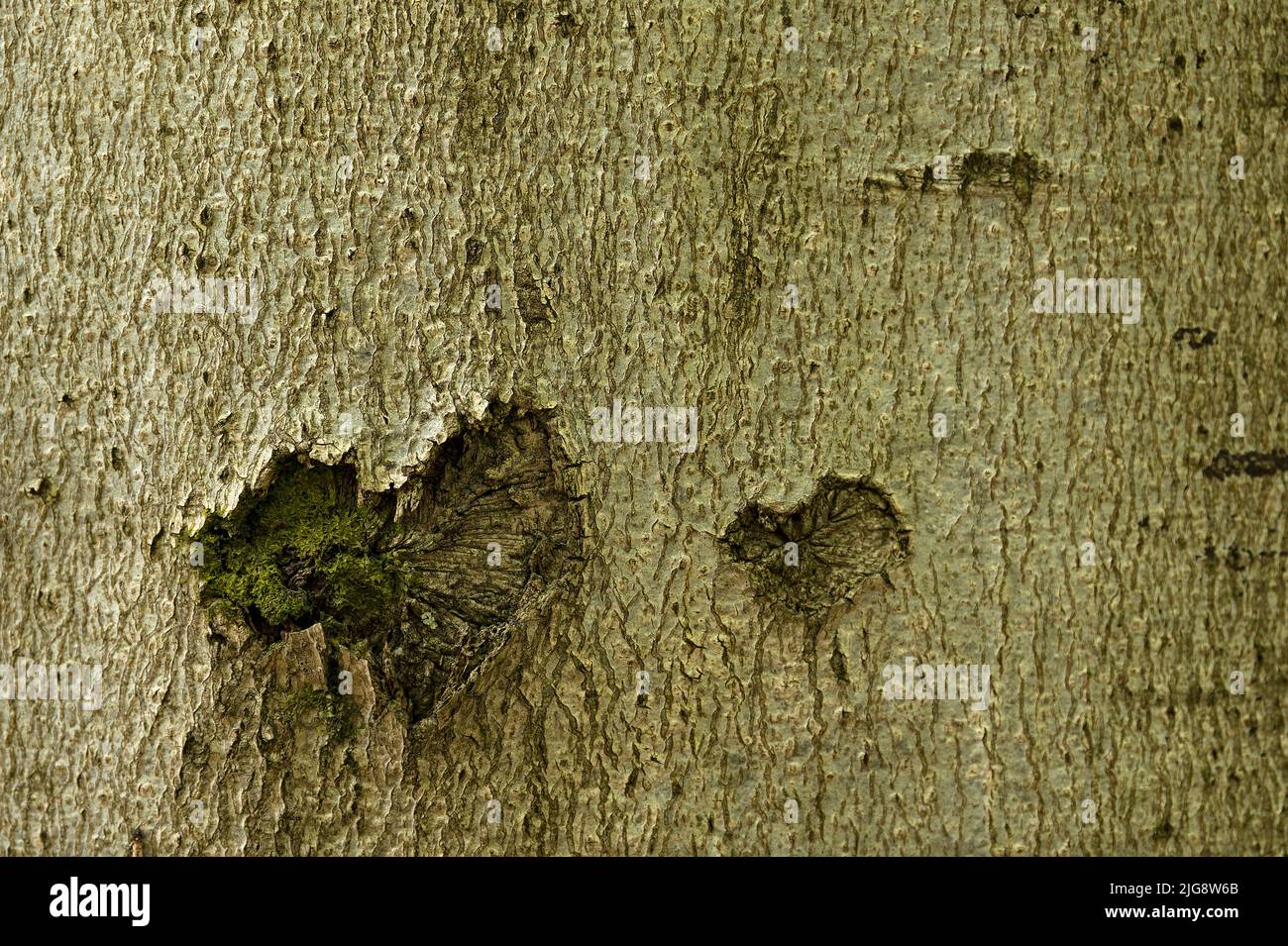 Zwei Herzen in der Rinde einer Kupferbuche, Naturpark Pfälzerwald, Biosphärenreservat Pfälzerwald-Nordvogesen, Deutschland, Rheinland-Pfalz Stockfoto