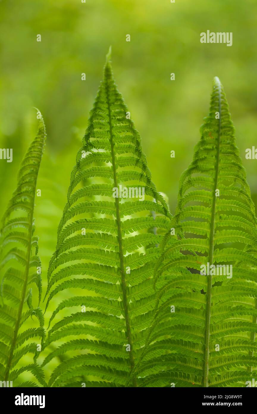 Jungfarnpflanzen, Frühling, Naturpark Pfälzerwald, Biosphärenreservat Pfälzerwald-Nordvogesen, Deutschland, Rheinland-Pfalz Stockfoto