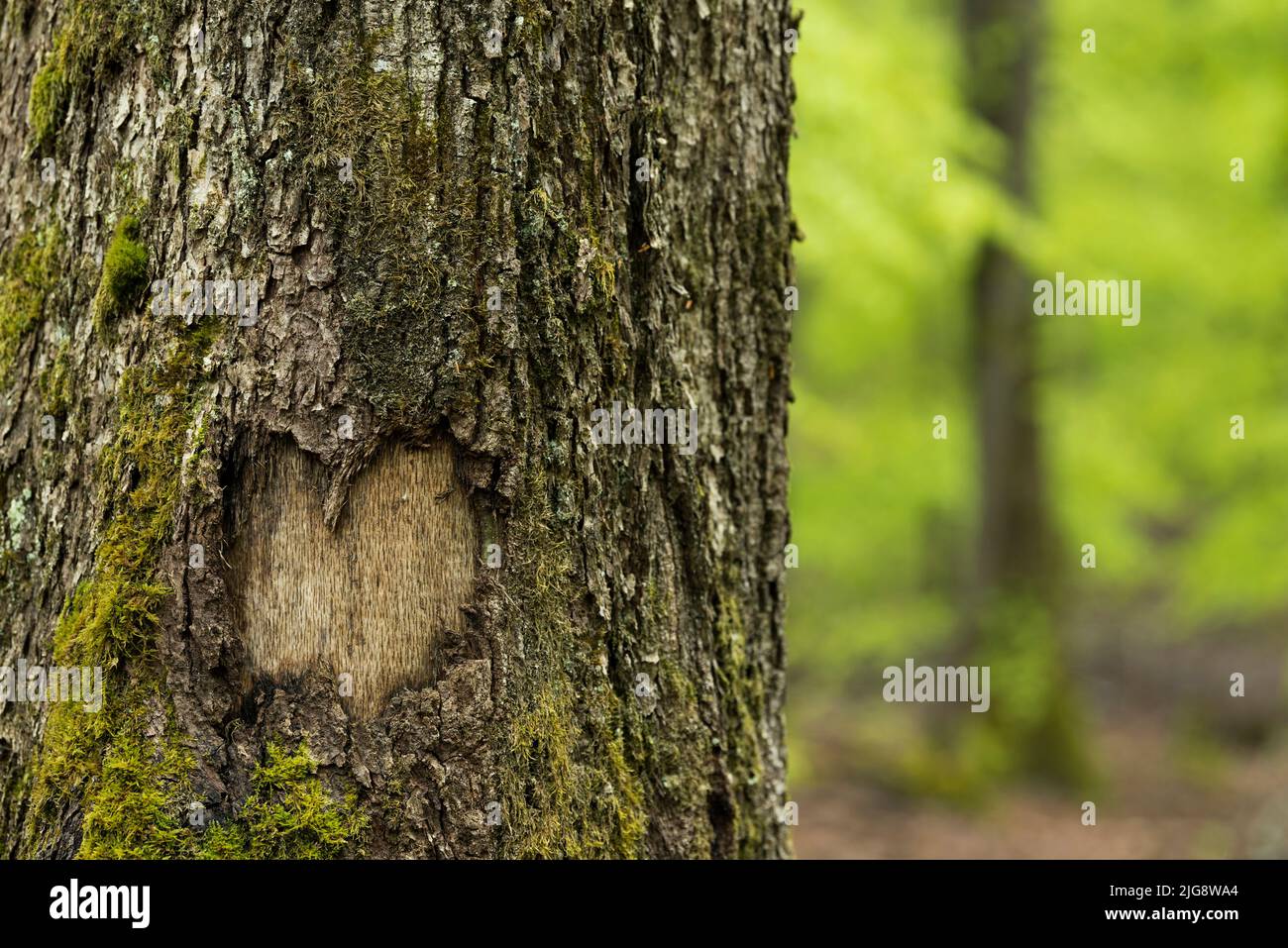 Herz in der Rinde eines Baumstammes, Naturpark Pfälzer Wald, Biosphärenreservat Pfälzer Wald-Nordvogesen, Deutschland, Rheinland-Pfalz Stockfoto