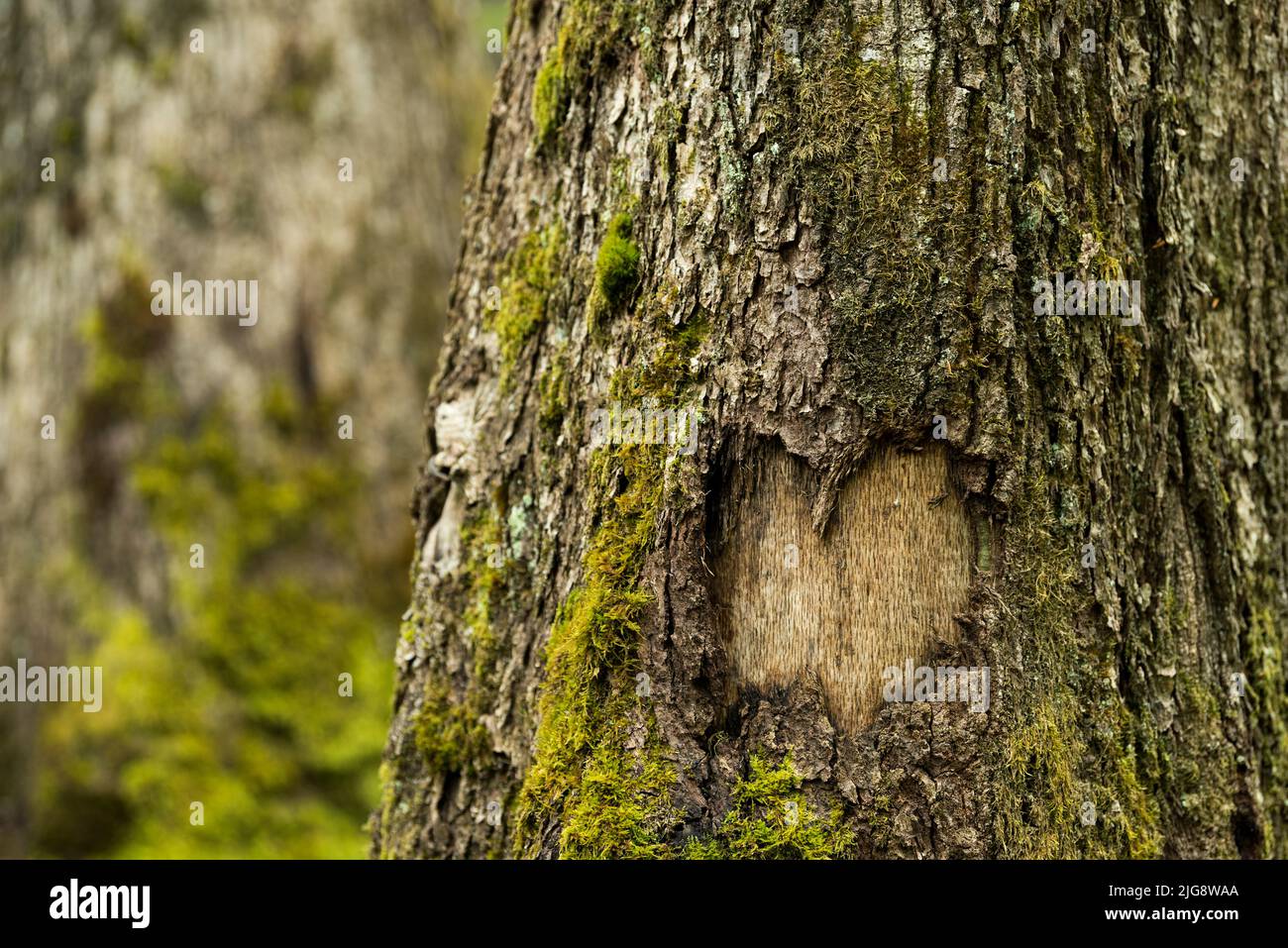 Herz in der Rinde eines Baumstammes, Naturpark Pfälzer Wald, Biosphärenreservat Pfälzer Wald-Nordvogesen, Deutschland, Rheinland-Pfalz Stockfoto