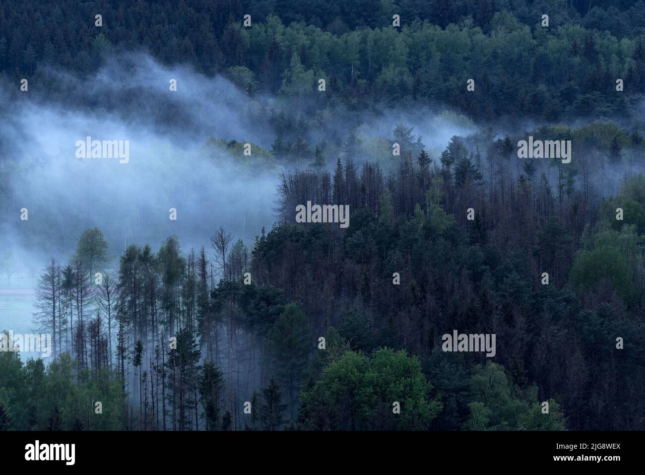 Haze Wolken ziehen durch den Wald nach Regen, Naturpark Pfälzerwald, Biosphärenreservat Pfälzerwald-Nordvogesen, Deutschland, Rheinland-Pfalz Stockfoto