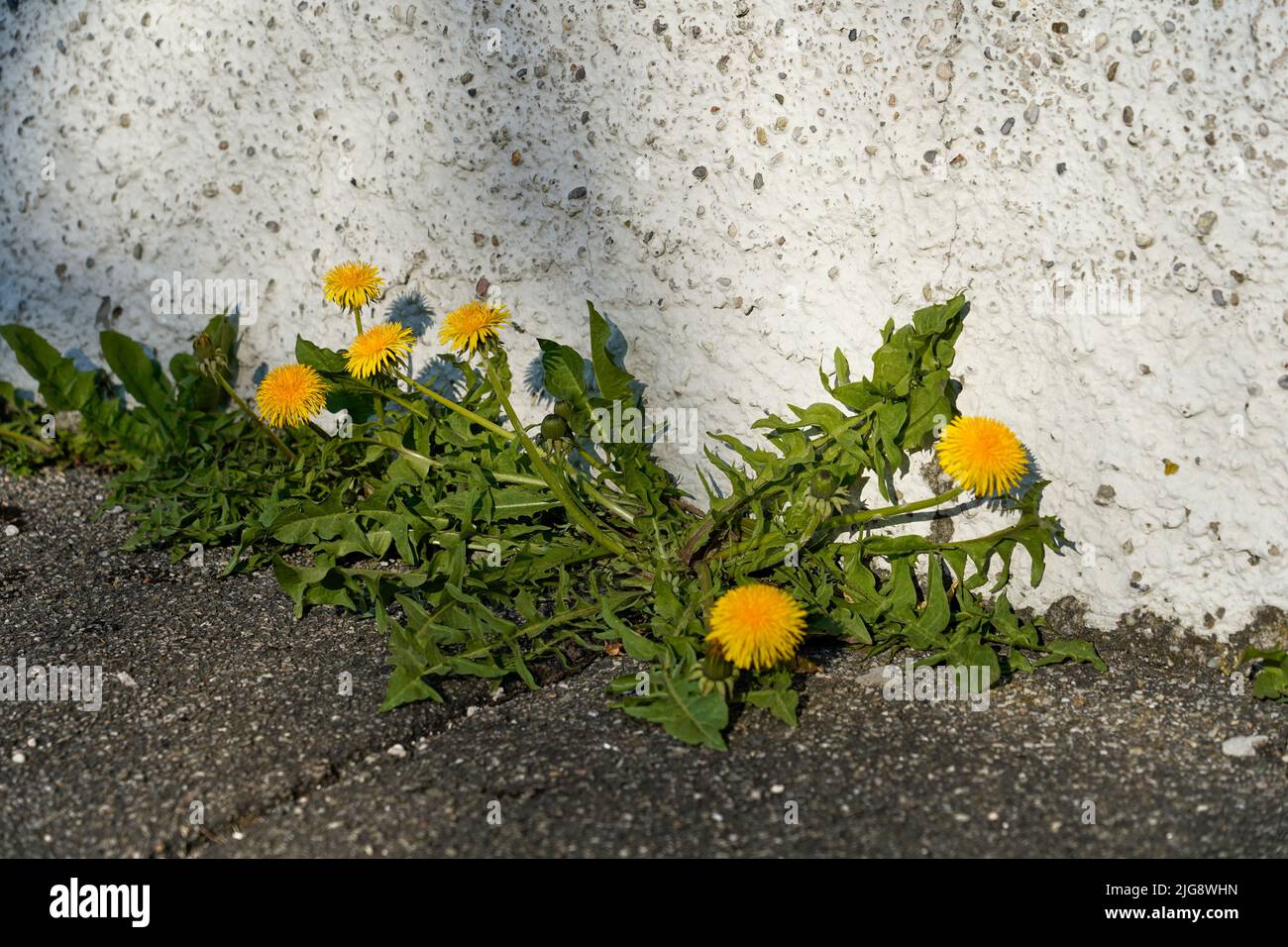 Deutschland, Bayern, Straße, Gehweg, Unkraut, Der Dandelion wächst durch einen Wandriss Stockfoto