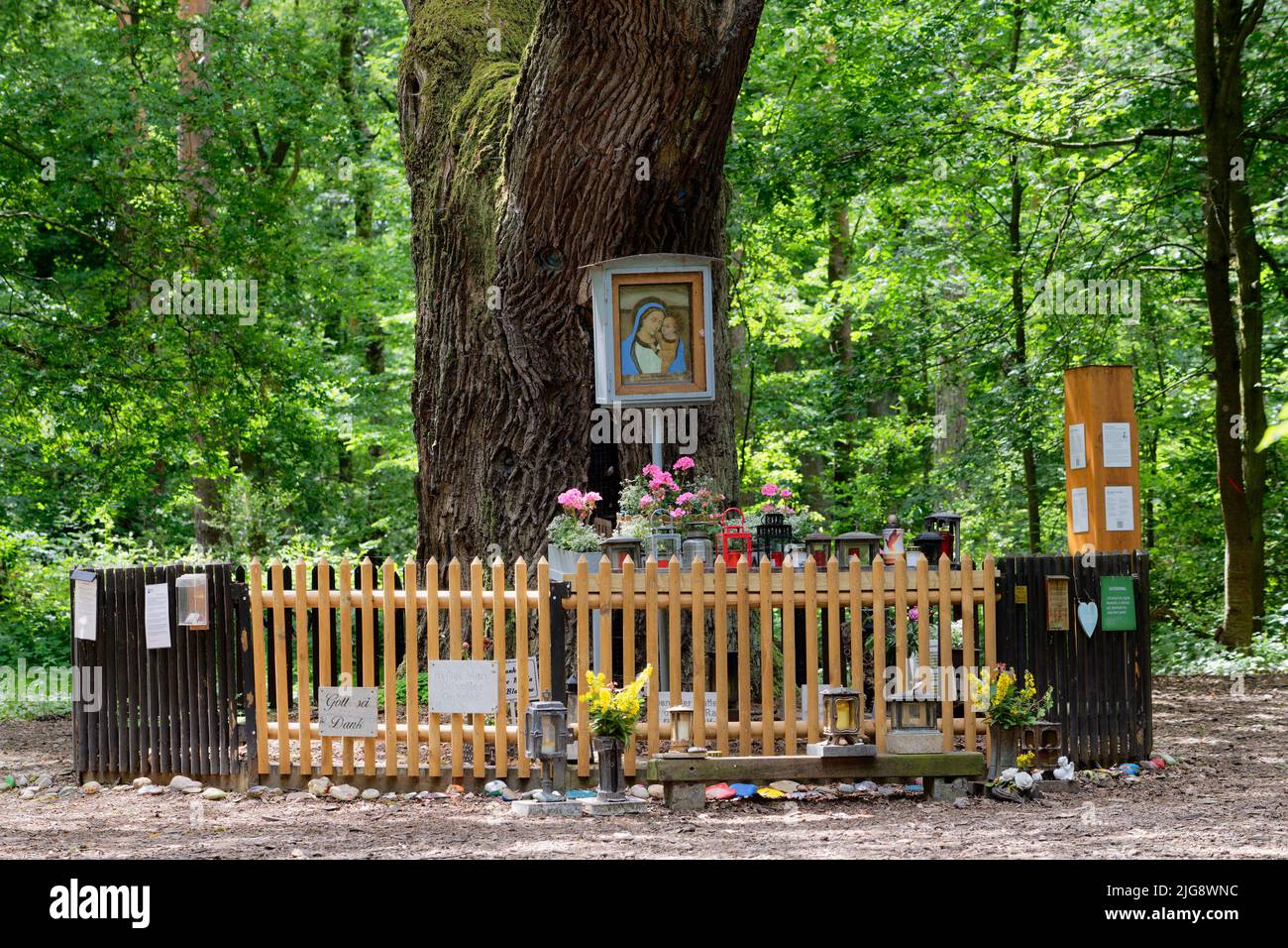 Europa, Deutschland, Nordrhein-Westfalen, Stockheim, Stockheimer Wald, Baum, Eiche, Quercus, Marieneiche, Deckbaum, 500 bis 600 Jahre alt, Religion, Gebet, Marienbild, Marienaltar, Zaun, grün, Frühling, Sonne, Verweilen, Ruhe, positiv Stockfoto